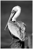 Pelican perched on pilar, Sanibel Island. Florida, USA (black and white)