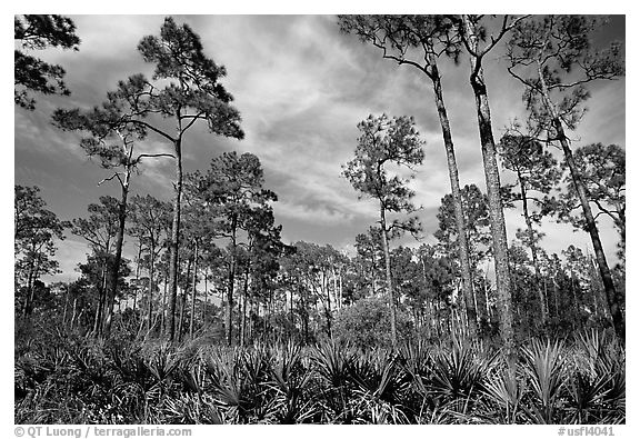 Pine forest with palmetto undergrowth. Corkscrew Swamp, Florida, USA (black and white)