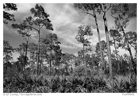 Pine forest with palmetto undergrowth. Corkscrew Swamp, Florida, USA