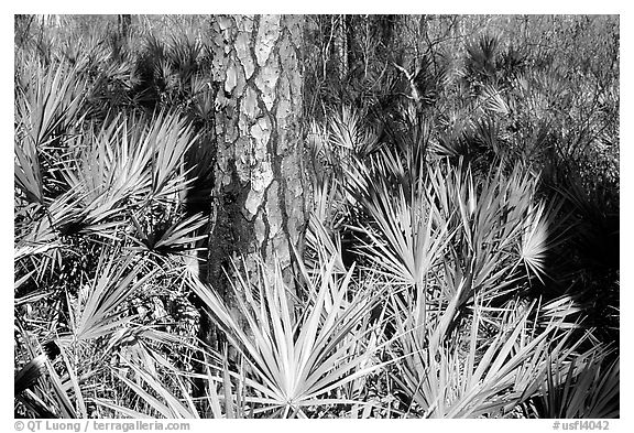 Pine trunk and palmeto. Corkscrew Swamp, Florida, USA (black and white)