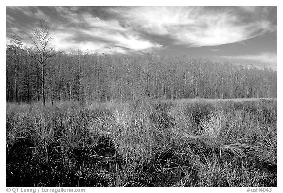 Sawgrass and cypress dome. Corkscrew Swamp, Florida, USA (black and white)