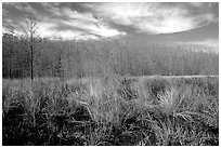 Sawgrass and cypress dome. Corkscrew Swamp, Florida, USA (black and white)