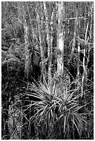 Bromeliads and cypress. Corkscrew Swamp, Florida, USA (black and white)