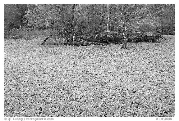 Water lettuce pond with alligator in the distance. Corkscrew Swamp, Florida, USA (black and white)