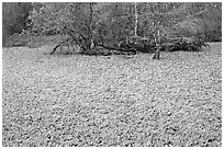 Water lettuce pond with alligator in the distance. Corkscrew Swamp, Florida, USA (black and white)