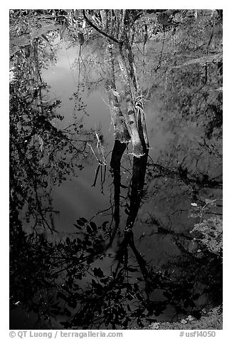 Cypress reflected in dark swamp. Corkscrew Swamp, Florida, USA (black and white)