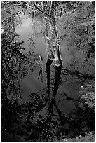 Cypress reflected in dark swamp. Corkscrew Swamp, Florida, USA (black and white)