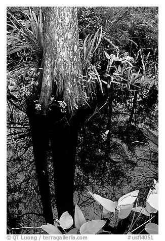 Large cypress reflected in swamp. Florida, USA