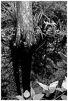 Large cypress reflected in swamp. Florida, USA (black and white)