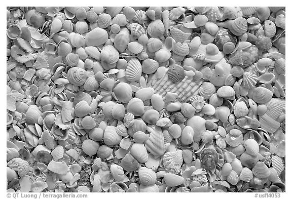 Shells washed on shore, Sanibel Island. Florida, USA (black and white)
