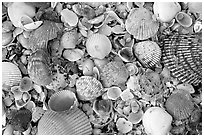 Shells close-up, Sanibel Island. Florida, USA ( black and white)