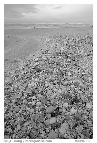 Beach covered with sea shells, sunrise. Sanibel Island, Florida, USA (black and white)