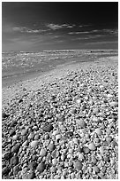 Beach covered with sea shells, mid-day, Sanibel Island. Florida, USA (black and white)