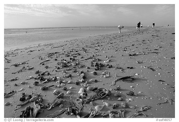 Shells washed-up on shore and beachcombers, Sanibel Island. Florida, USA (black and white)