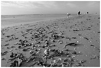 Shells washed-up on shore and beachcombers, Sanibel Island. Florida, USA (black and white)