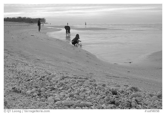 Shells washed-up on shore and beachcomber, Sanibel Islands. Florida, USA (black and white)