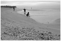 Shells washed-up on shore and beachcomber, Sanibel Islands. Florida, USA ( black and white)