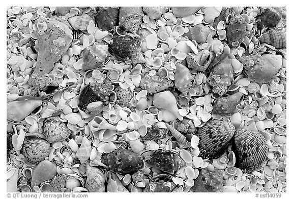 Sea shells close-up, Sanibel Island. Florida, USA (black and white)