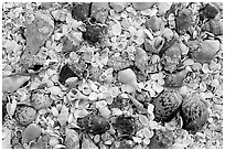 Sea shells close-up, Sanibel Island. Florida, USA (black and white)
