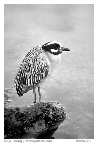 Yellow-crowned night heron, Ding Darling NWR, Sanibel Island. Florida, USA (black and white)