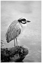 Yellow-crowned night heron, Ding Darling NWR, Sanibel Island. Florida, USA ( black and white)