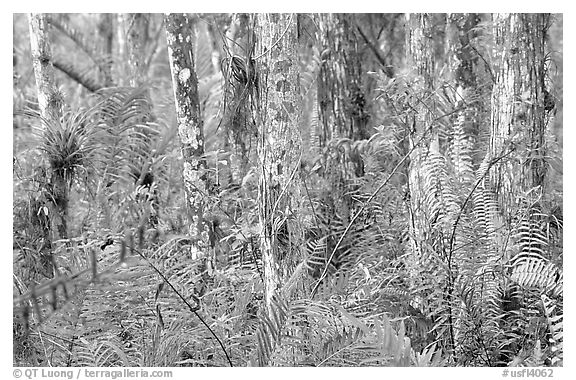 Trunks covered with red lichen, Loxahatchee National Wildlife Refuge. Florida, USA