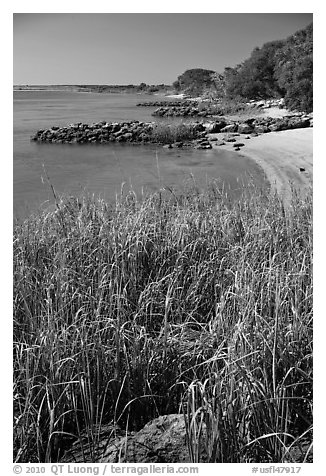 Grasses and  Matanzas River, Fort Matanzas National Monument. St Augustine, Florida, USA (black and white)