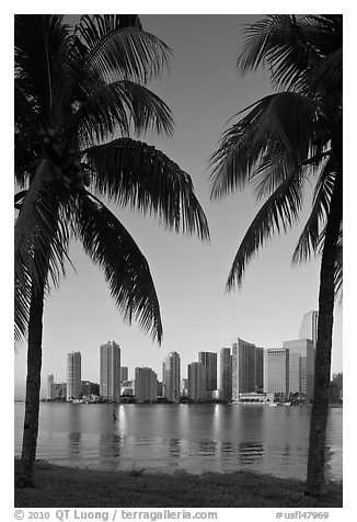 Palm trees and Miami skyline at sunrise. Florida, USA