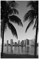 Palm trees and Miami skyline at sunrise. Florida, USA (black and white)