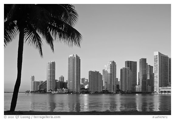 Miami downtown skyline and palm tree. Florida, USA (black and white)