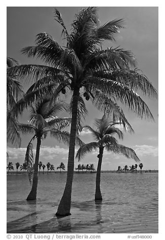 Palm trees in pond,  Matheson Hammock Park, Coral Gables. Florida, USA (black and white)