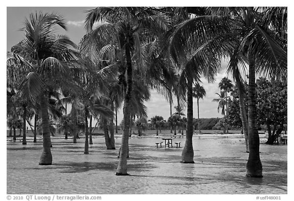 Flooded grove of palms and picnic table  Matheson Hammock Park, Coral Gables. Florida, USA