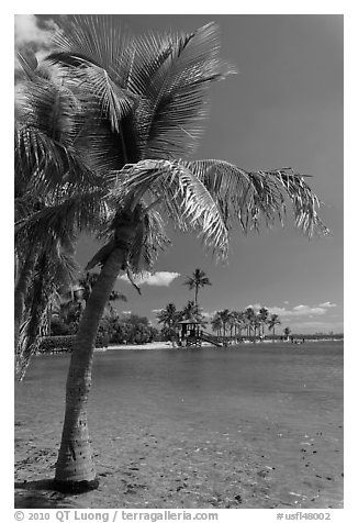 Palm trees and pond,  Matheson Hammock Park, Coral Gables. Florida, USA (black and white)