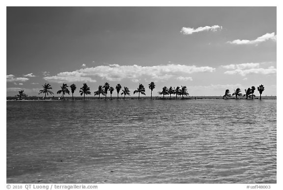 Pond and palm trees at edge of Biscayne Bay. Coral Gables, Florida, USA (black and white)