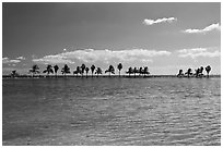 Pond and palm trees at edge of Biscayne Bay, Coral Gables. Florida, USA (black and white)