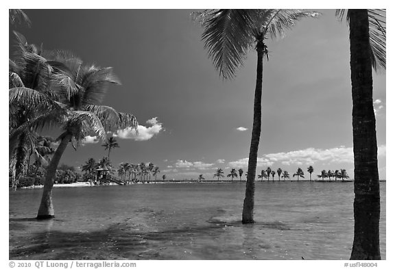 Palm trees during tidal flood,  Matheson Hammock Park, Coral Gables. Florida, USA (black and white)