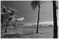 Palm trees during tidal flood,  Matheson Hammock Park, Coral Gables. Florida, USA (black and white)