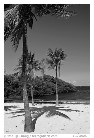 Palm trees and beach, John Pennekamp Reef State Park, Key Largo. The Keys, Florida, USA (black and white)