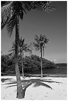 Palm trees and beach, John Pennekamp Reef State Park, Key Largo. The Keys, Florida, USA ( black and white)