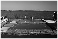 Deck and Heron, Sugarloaf Key. The Keys, Florida, USA ( black and white)