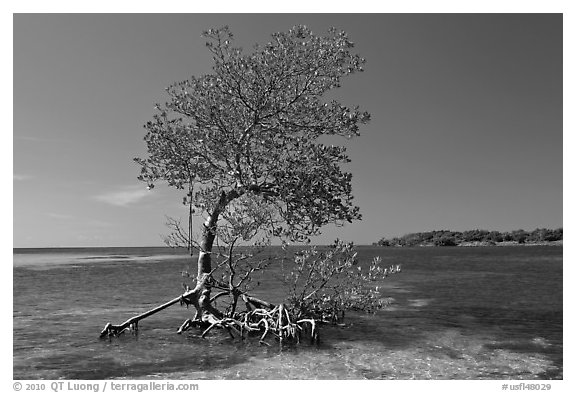 Red Mangrove growing in water, West Summerland Key. The Keys, Florida, USA