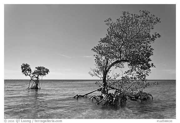 Two red mangrove trees, West Summerland Key. The Keys, Florida, USA