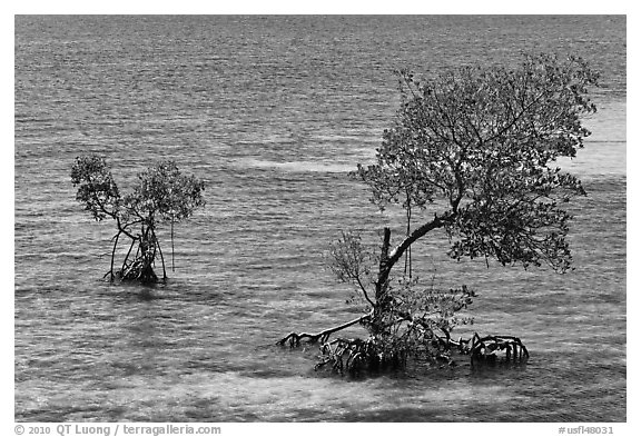 Mangroves and coral, West Summerland Key. The Keys, Florida, USA (black and white)