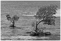 Mangroves and coral, West Summerland Key. The Keys, Florida, USA (black and white)