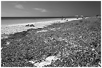 Dune vegetation, Sandspur Beach, Bahia Honda State Park. The Keys, Florida, USA (black and white)