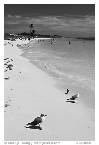 Seabirds, Sandspur Beach, Bahia Honda State Park. The Keys, Florida, USA