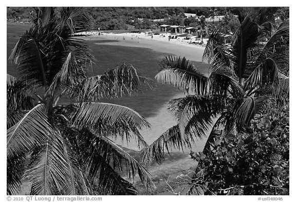Beach seen from above through palm trees, Bahia Honda Key. The Keys, Florida, USA (black and white)