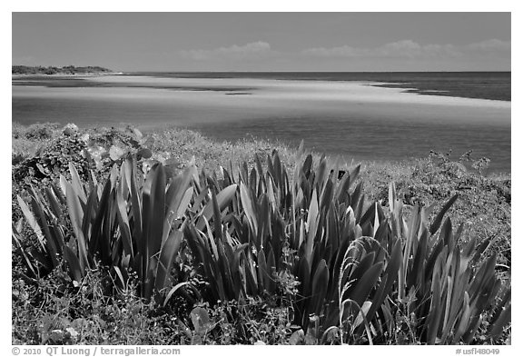 Plants and colorful Atlantic waters, Bahia Honda State Park. The Keys, Florida, USA