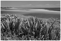 Plants and colorful Atlantic waters, Bahia Honda State Park. The Keys, Florida, USA ( black and white)