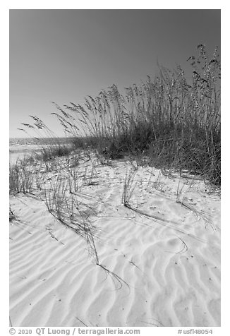 Grasses and white sand ripples on beach, Fort De Soto Park. Florida, USA